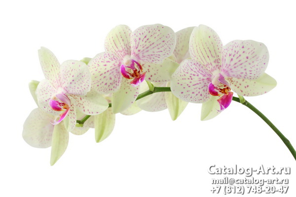 картинки для фотопечати на потолках, идеи, фото, образцы - Потолки с фотопечатью - Белые орхидеи 22